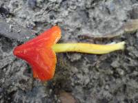 Hygrocybe cuspidata image