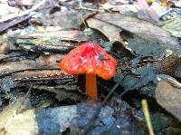 Hygrocybe cuspidata image