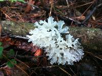 Tremella fuciformis image