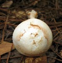 Amanita roseitincta image