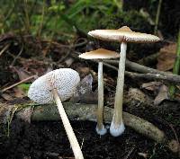 Entoloma strictius image