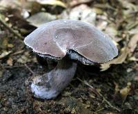 Tylopilus griseocarneus image