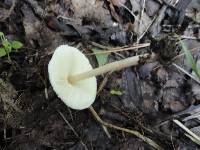 Lepiota cristata image