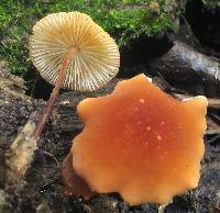 Marasmius sullivantii image