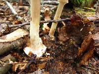 Amanita brunnescens image