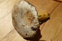 Retiboletus griseus image