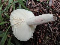 Russula mariae image