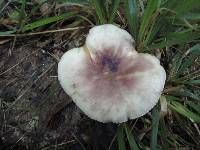 Russula mariae image