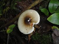 Amanita brunnescens image