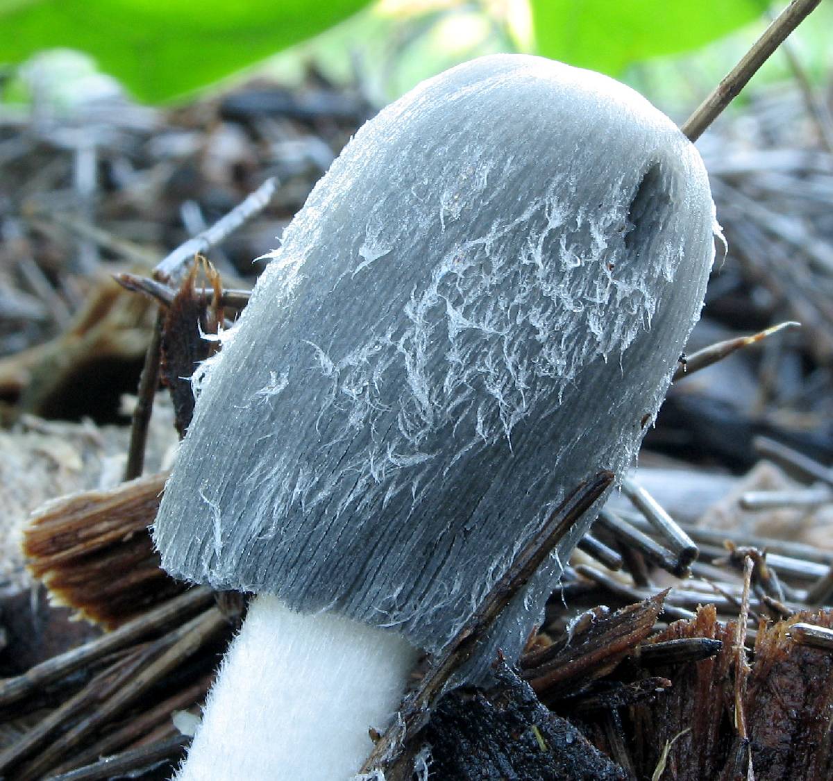Coprinopsis scobicola image