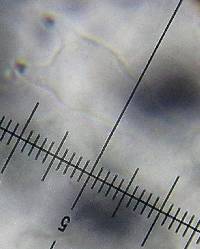 Coprinopsis scobicola image