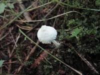 Cystolepiota seminuda image