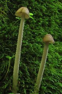 Hymenopellis furfuracea image