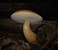 Tylopilus felleus image