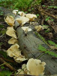 Pleurotus pulmonarius image