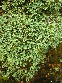 Cladonia apodocarpa image