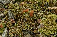 Cladonia caespiticia image