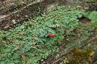 Cladonia didyma image