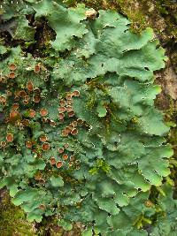 Lobaria quercizans image