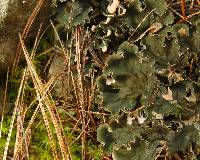 Peltigera praetextata image