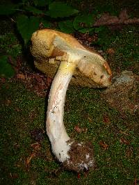 Boletus gertrudiae image