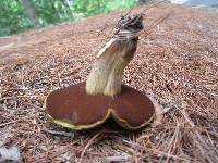 Boletus vermiculosus image