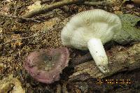 Russula variata image