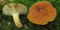 Lactifluus hygrophoroides image