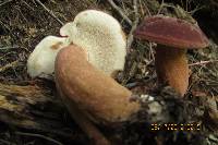 Tylopilus badiceps image