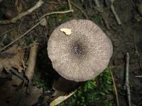 Entoloma violaceum image