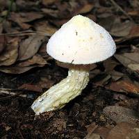 Austroboletus subflavidus image