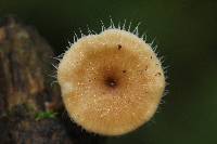 Lentinus swartzii image