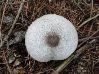 Agaricus placomyces image