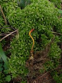 Elaphocordyceps ophioglossoides image