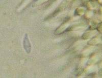 Hemimycena cucullata image