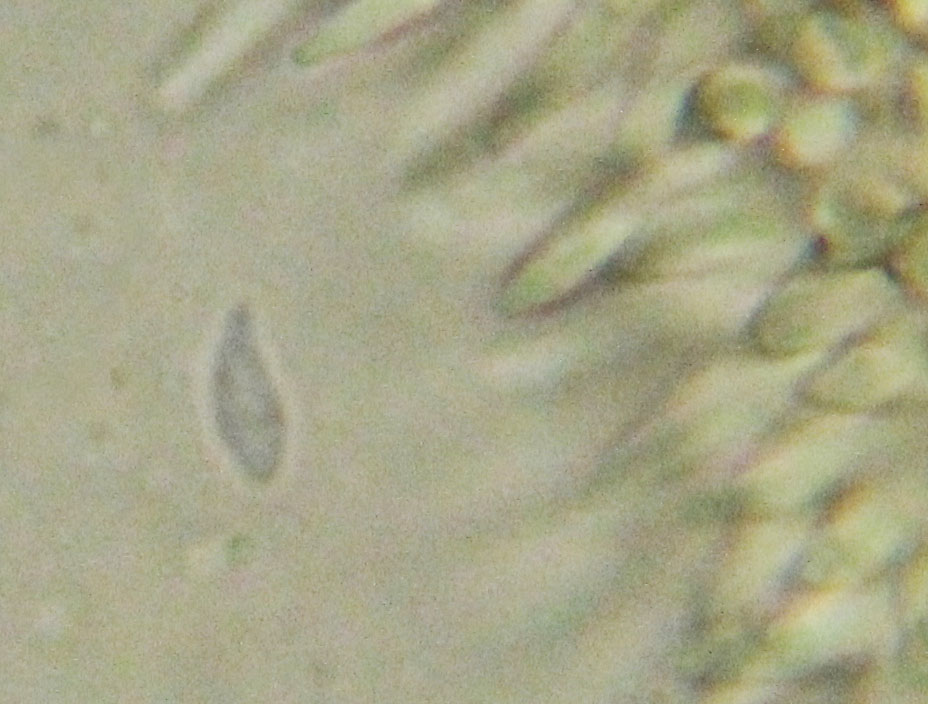 Hemimycena cucullata image