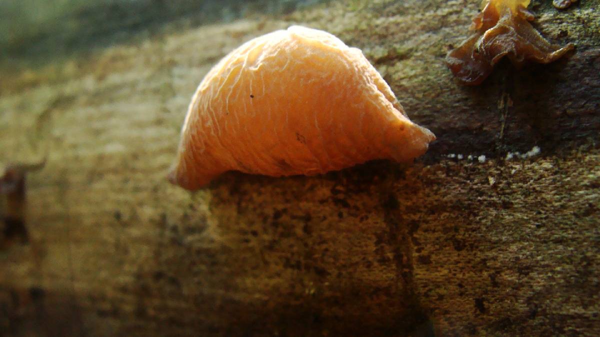 Auricularia angiospermarum image