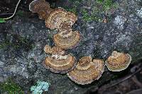 Daedaleopsis confragosa image