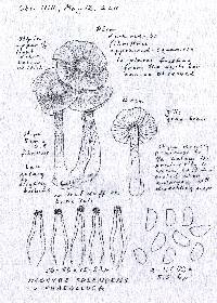 Inocybe phaeoleuca image