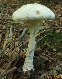 Amanita cokeri image