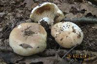 Russula compacta image