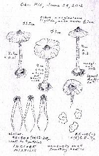 Inocybe mixtilis image