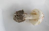 Amanita pseudovolvata image