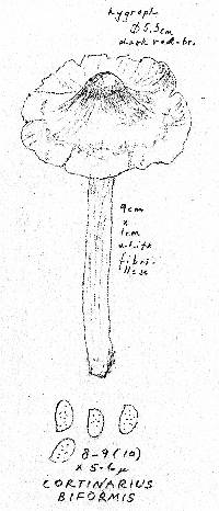 Cortinarius biformis image