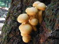 Gymnopilus ventricosus image