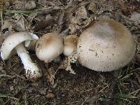 Amanita spreta image