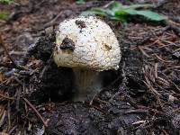 Amanita aprica image