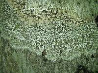Pertusaria amara f. amara image