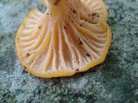 Cantharellus ignicolor image