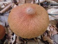 Cortinarius corrugatus image